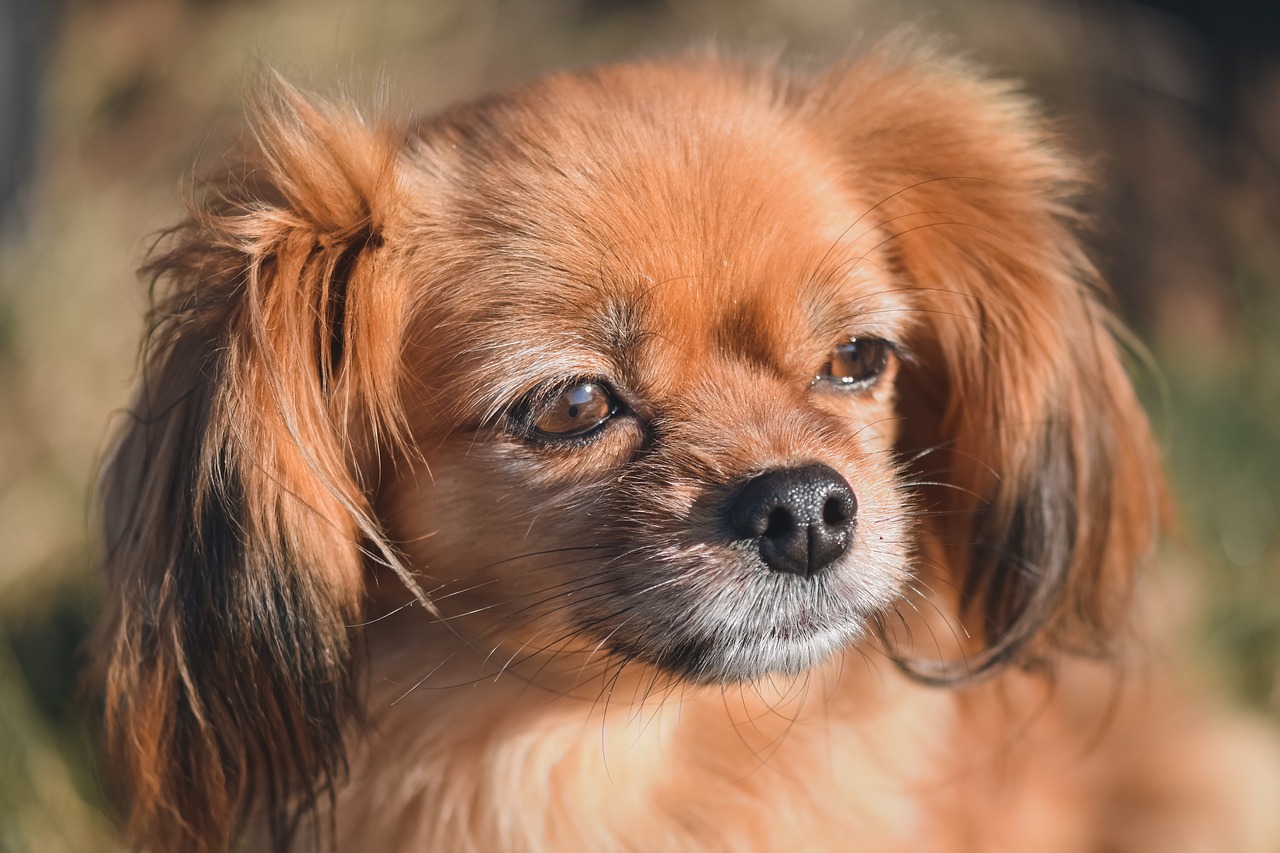 Understanding the Characteristics of Cavalier King Charles Spaniels